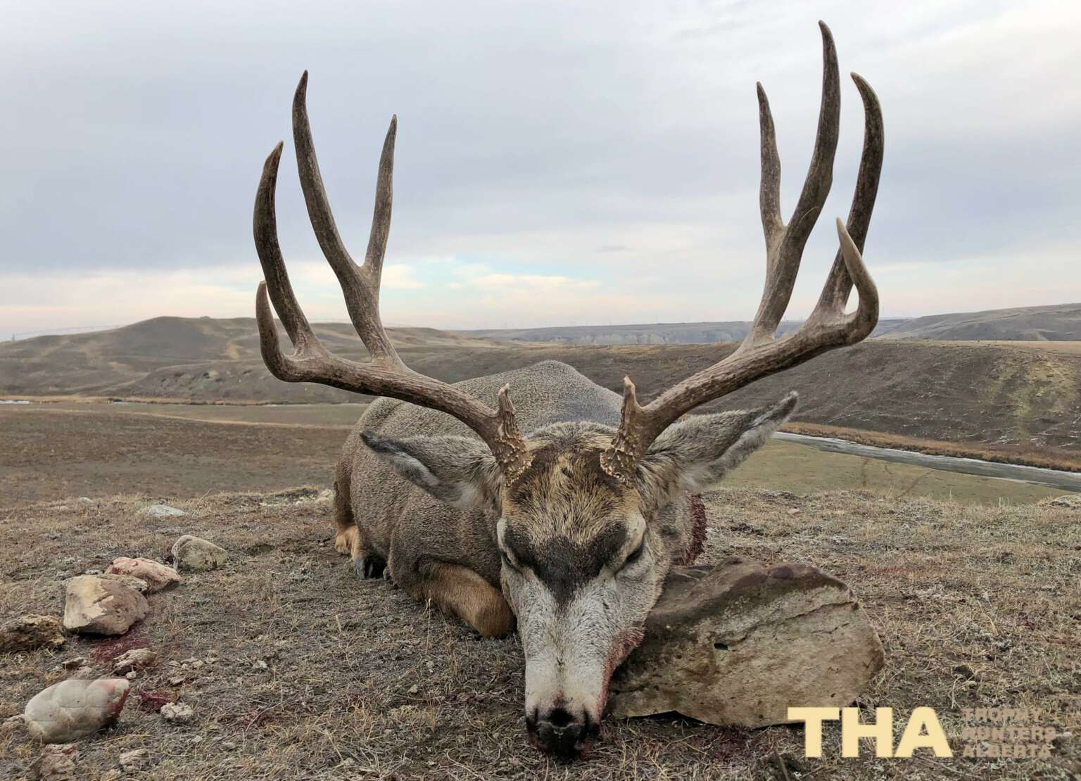 Gallery - Trophy Hunters Alberta